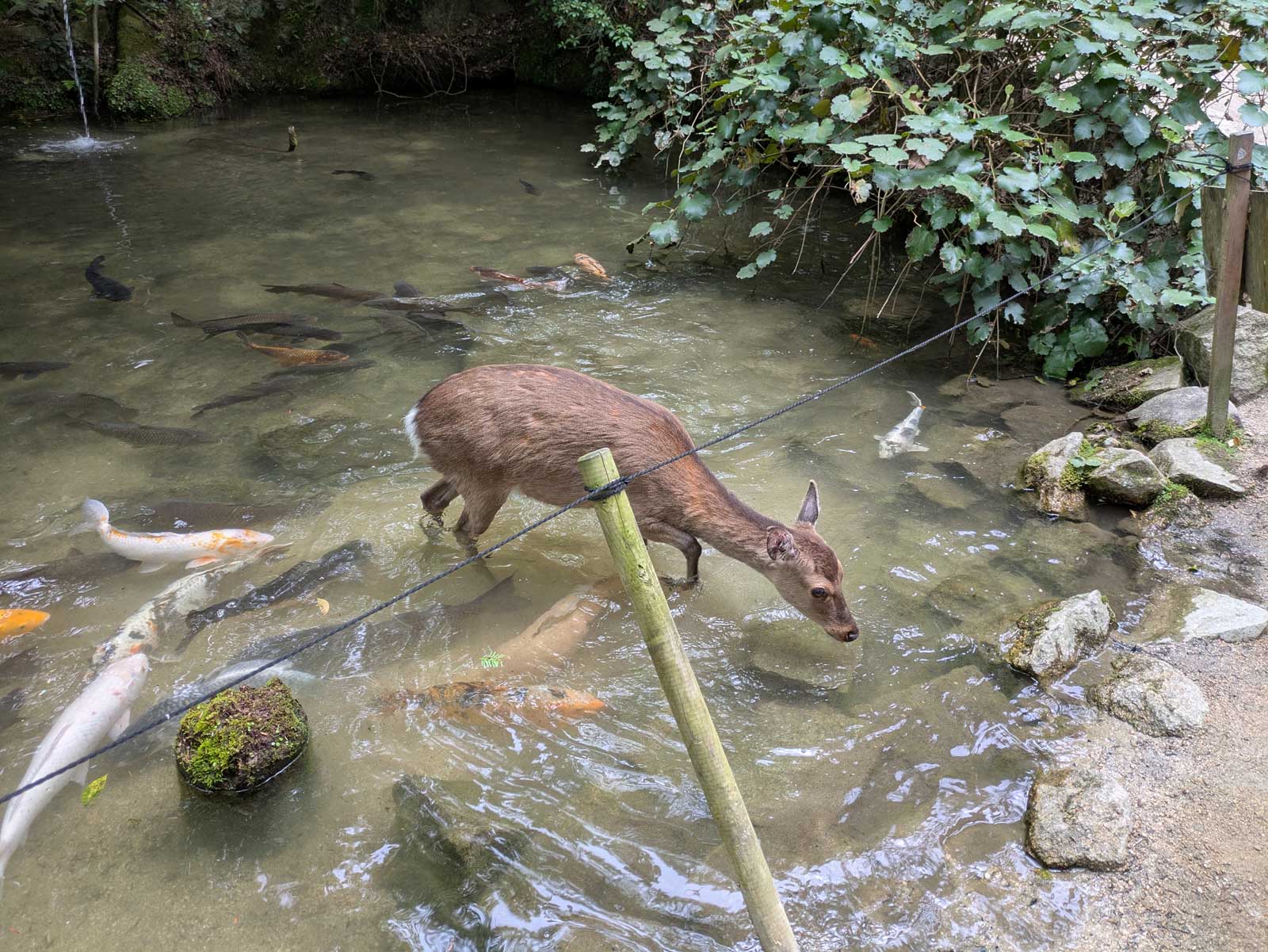 鹿と池